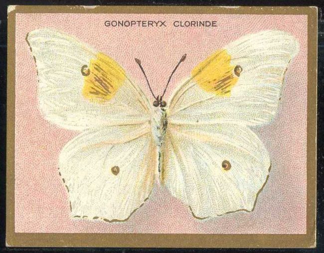 Gonopteryx Clorinde